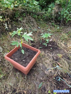 Lwówecka policja zlikwidowała kolejne plantacje konopi indyjskich