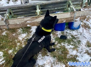 Policyjny pies przy bańkach z paliwem