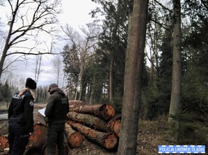 Wspólne patrole Policji i Straży Leśnej przeciwko nielegalnej wycince choinek